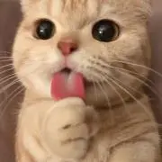 ねこちゃんの画像