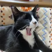 すずちの画像