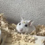 しゅけの画像
