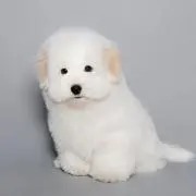 りんごの画像