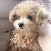 りなの画像