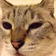 ちゃくの画像
