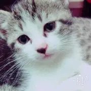 ねこママ