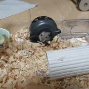 Ri-chanの画像