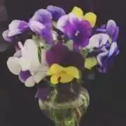 まやん