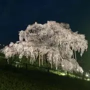 桜の画像