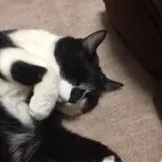 しげぞー