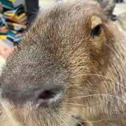 かぴ