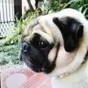 ブルームーン