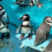 ブラッキータフィー