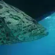 きなこの画像