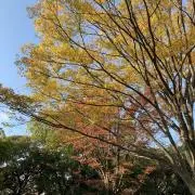 大きな木の下の画像