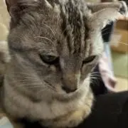 emiの画像