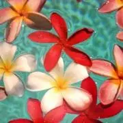 みの画像