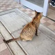 こたろう