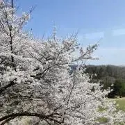 たけの画像