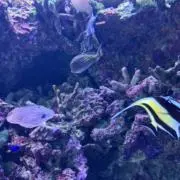 ましゅまろっくの画像