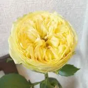 Y.R