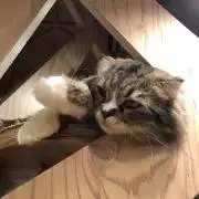 ちっぷの画像