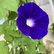 みよしの画像