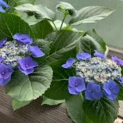 日々花の画像