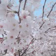 美羽の画像