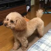 イエローリバーの画像