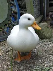 ぴーすけの画像