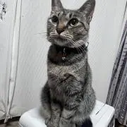 しまBR