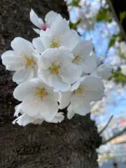 rikaeの画像
