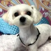 ミルオの画像