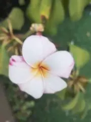 みなも