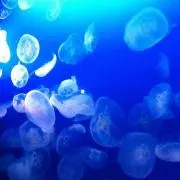 mi-a☆の画像