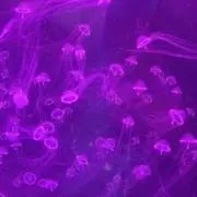 じゅ☆プロフお読みください✧︎*。の画像