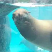 ちゃんたの画像