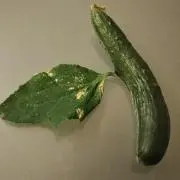 のりの画像