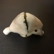 まっしぶあたっくの画像