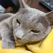 めるち