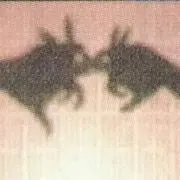 スチコの画像