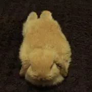 きなこ