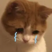 にゃんの画像