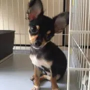 Ｒｕｒｕ