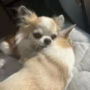 ゆの画像