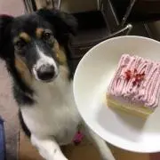 トモの画像