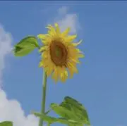 おひさまの画像