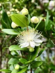 myrtle treeの画像