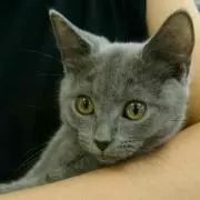ジジの画像