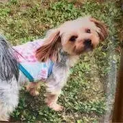 ゴンの画像