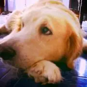sam