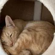ベータの画像